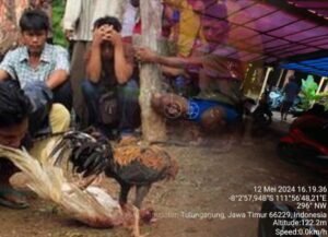 Judi Sabung Ayam di Desa Bulusari Tulungagung Masih Beroperasi, Diduga Pemilik Oknum Anggota Aktif