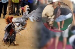 Judi Sabung Ayam di Desa Klurak Candi Diduga Pemiliknya Orang Kuat