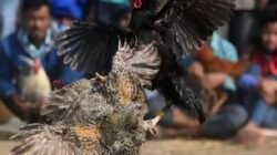 Ada Apa Ya..??? Sabung Ayam di Jalinan Jatisari Purwodadi Diduga Kebal Hukum