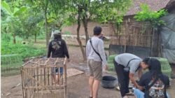 Polres Nganjuk Gerebek Lokasi Sabung Ayam di Baron